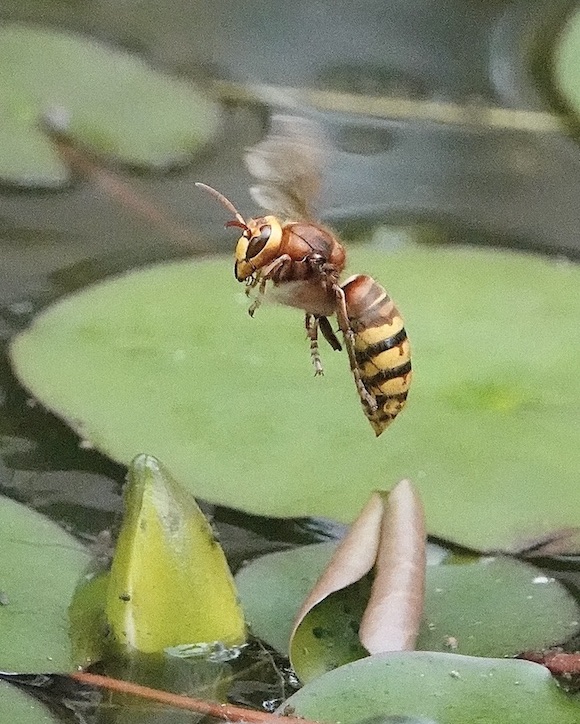 hornet